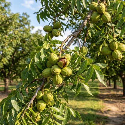 Stuart Pecan Tree Seeds