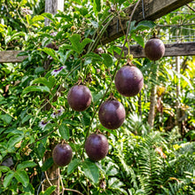 Purple Passion Fruit Seeds