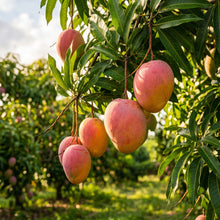Pink Mango Seeds (Mangifera indica) – Sweet Tropical Mango Fruit Seeds