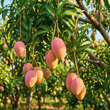 Pink Mango Seeds (Mangifera indica) – Sweet Tropical Mango Fruit Seeds