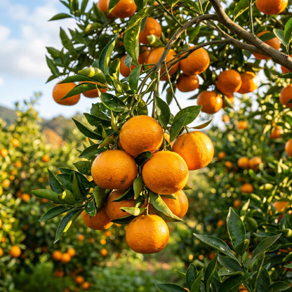 Tangerine Seeds (Citrus reticulata) – Mandarin Orange Fruit Tree Seeds