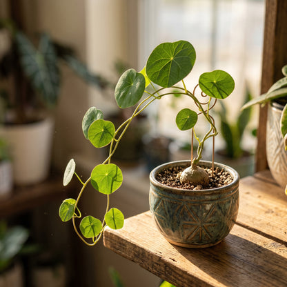 Stephania Seeds – Stephania Plant Seeds for Container Growing