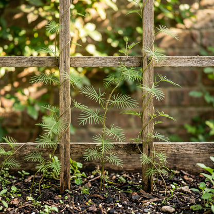 Mixed Cypress Vine Seeds – Annual Climbing Flower Seeds for Vertical Garden Growing