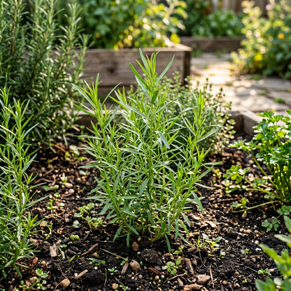 Tarragon Seeds (Artemisia dracunculus) – Tarragon Herb Seeds