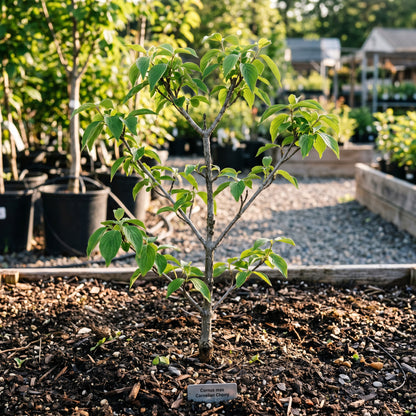 Cornelian Cherry Dogwood Seeds (Cornus mas) – Dogwood Tree Seeds