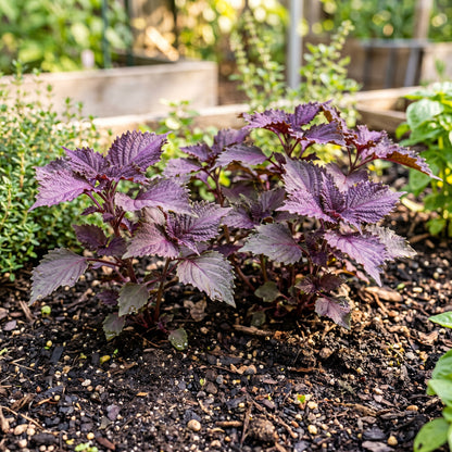 Red Shiso Seeds (Perilla frutescens) – Purple Shiso Herb Seeds