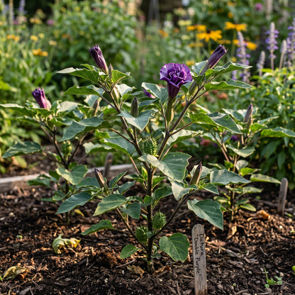 Double Purple Datura Seeds – Purple Devil’s Trumpet Flower Seeds