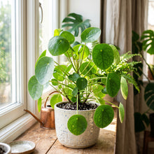 Chinese Money Plant (Pilea peperomioides) – Pilea Indoor Ornamental Plant