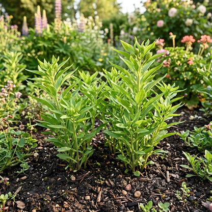 Alstroemeria Flower Seeds – Peruvian Lily Perennial Flower Seeds