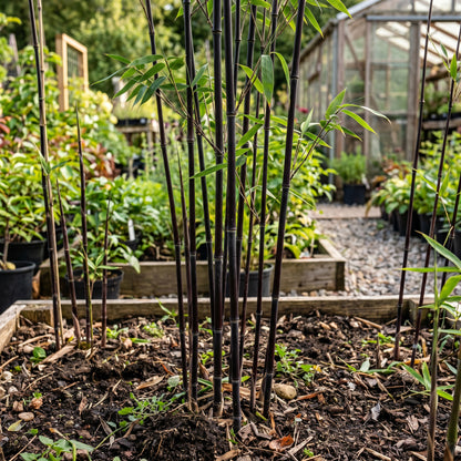 Purple Black Bamboo Seeds – Ornamental Bamboo Plant Seeds