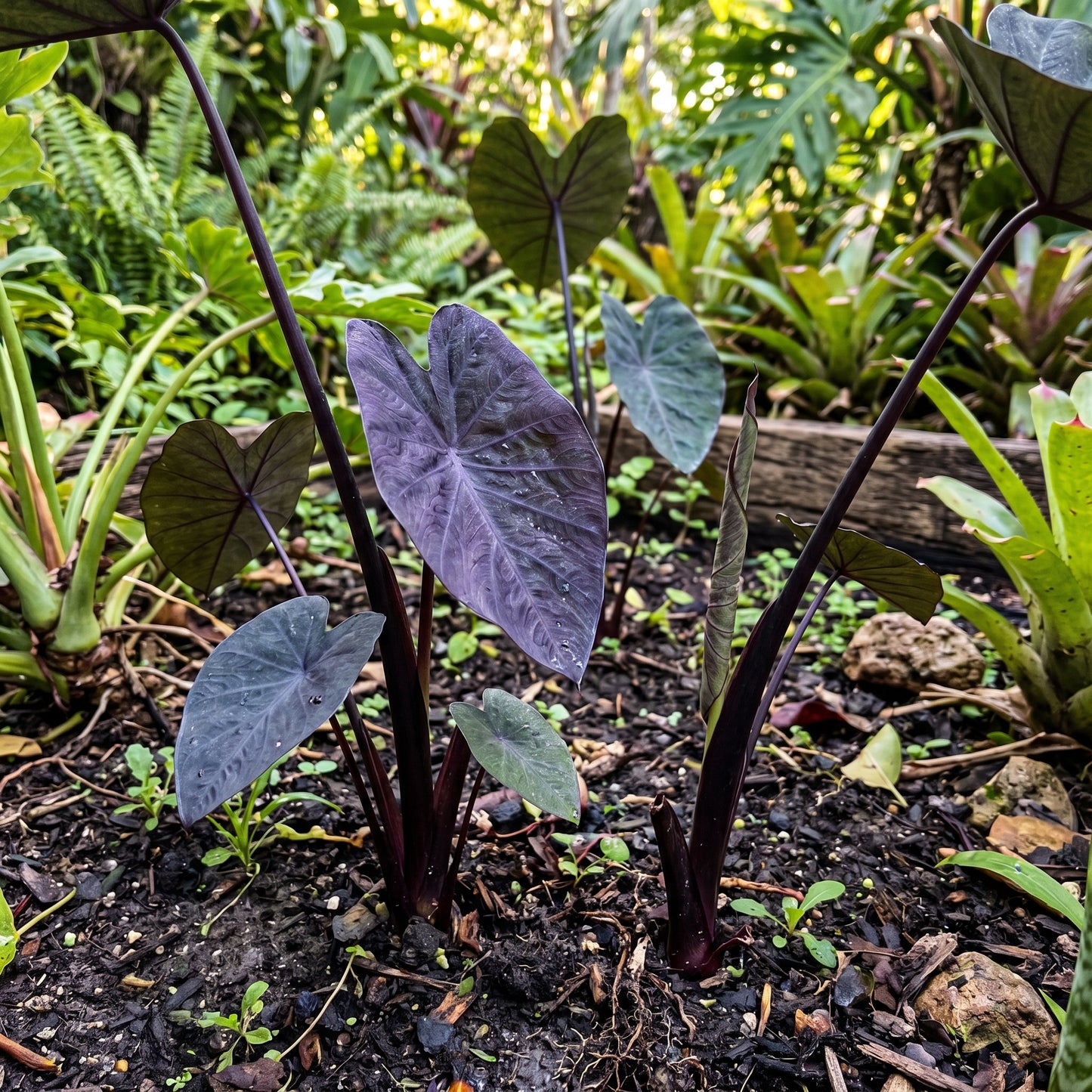 Purple Colocasia Seeds – Elephant Ear Tropical Plant