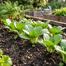 Bok Choy Seeds – Pak Choi Vegetable Plant