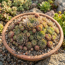 Sempervivum Tectorum Seeds – Hens and Chickens Plant