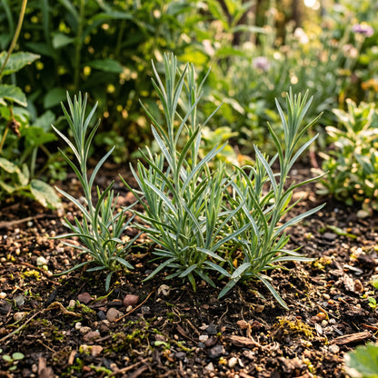 Violet Carnation Seeds – Flower Garden Plant