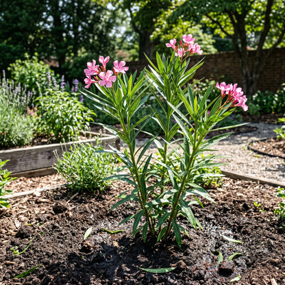 Nerium Oleander Pink Shrub – Flowering Plant
