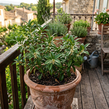 Sweet Olive Shrub Seeds - Fragrant Flowering Shrub Seeds for Containers, Borders & Landscape Gardens