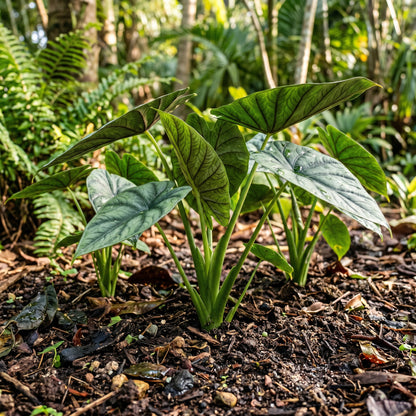 Gibsonii Tropical Foliage Seeds for Landscapes