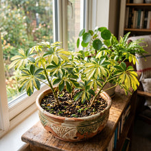 Trinette Schefflera Seeds for Indoor Gardens