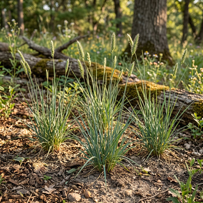 Bottlebrush Grass Seeds for Native Landscapes