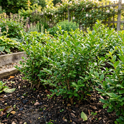 Common Privet Hedge Seeds for Gardens