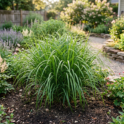 Miscanthus Hybrid Grass Seeds