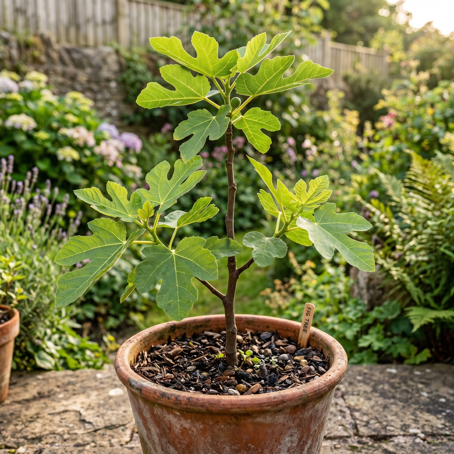 Fig Tree Seeds for Home Gardens