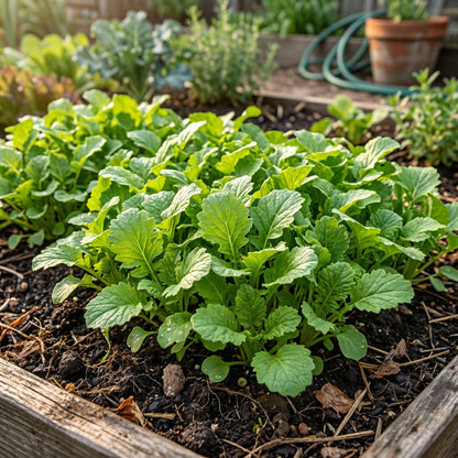 Wasabi Mustard Green Seeds (Brassica juncea) – Spicy Leaf Mustard Seeds