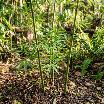 Giant Bamboo Seeds (Bambusa spp.) – Fast Growing Bamboo Seeds