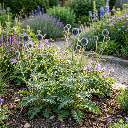 Blue Globe Thistle Root (Echinops bannaticus ‘Veitch’s Blue’) – Live Flowering Plant