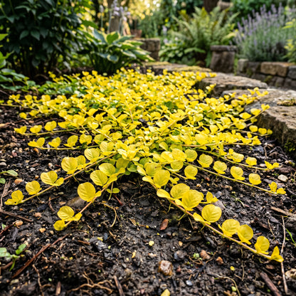 Golden Creeping Jenny Seeds (Lysimachia nummularia ‘Aurea’) – Trailing Ground Cover Seeds