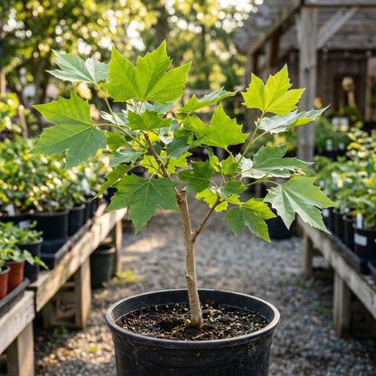 Oriental Plane Tree Seeds (Platanus orientalis) – Chinar Tree Seeds