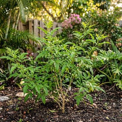 Yellow Bells Plant (Tecoma stans) – Yellow Trumpetbush Flower Shrub