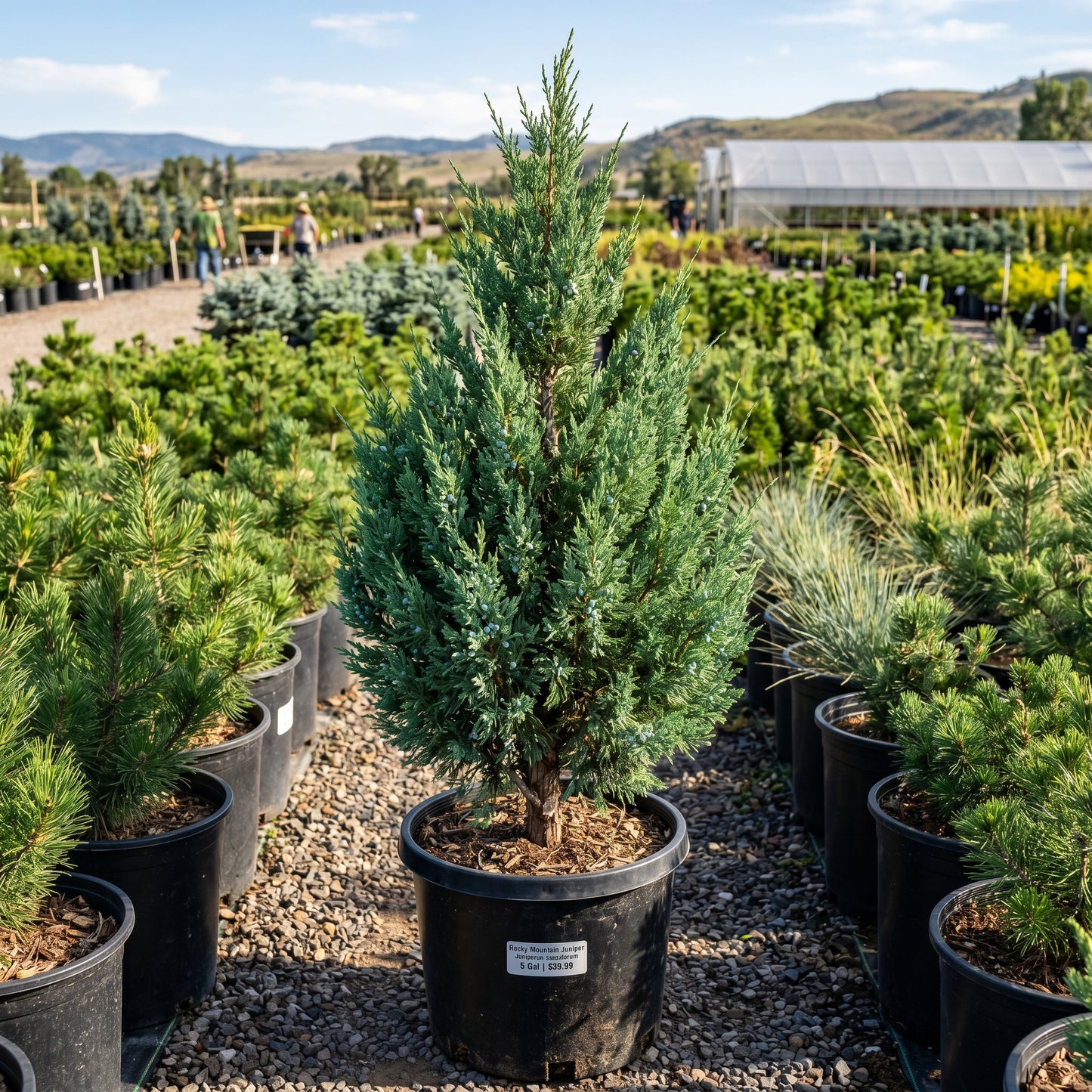 Rocky Mountain Juniper Seeds (Juniperus scopulorum) – Crimson Juniper Tree Seeds
