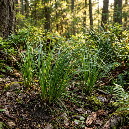 Bear Grass Seeds (Xerophyllum tenax) – Ornamental Bear Grass Seeds