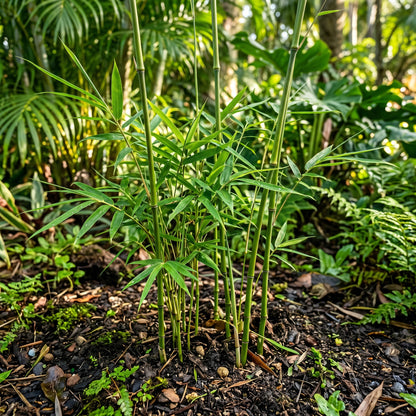 Bamboo Seeds (Bambusa oldhamii) – Clumping Bamboo Plant Seeds