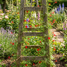 Cardinal Climber Seeds (Ipomoea quamoclit) – Cypress Vine Flower Seeds
