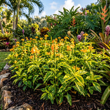 Yellow Splash Firecracker Flower Seeds for Tropical Garden Planting