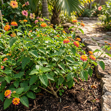 Lantana Camara Seeds for Multicolor Flower Garden Landscaping