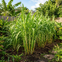 Sugarcane Seeds for Home Garden Planting & Outdoor Growing