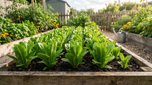 Paris Island Cos Lettuce Seeds for Home Garden