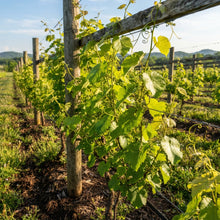 Muscadine Grape Seeds for Planting