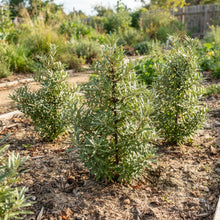 Seaberry Sea Buckthorn (Elaeagnus hippophae) Seeds for Planting