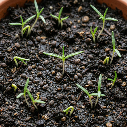Rosemary Seeds Salvia rosmarinus – Evergreen Shrub Seeds for Indoor & Outdoor Gardens