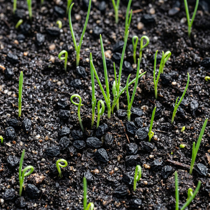 Walla Walla Onion Seeds Sweet Onion Seeds Allium cepa Heirloom Bulb Seeds