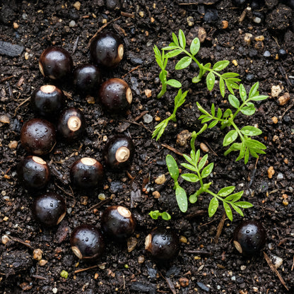 Dwarf Longan Seeds Dimocarpus longan Longan Fruit Tree Seeds