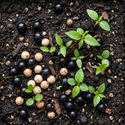 Camphor Tree Seeds Cinnamomum camphora Evergreen Tree Seeds