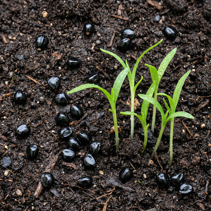 Daylily Hemerocallis Seeds – Mixed Color Flower Seeds