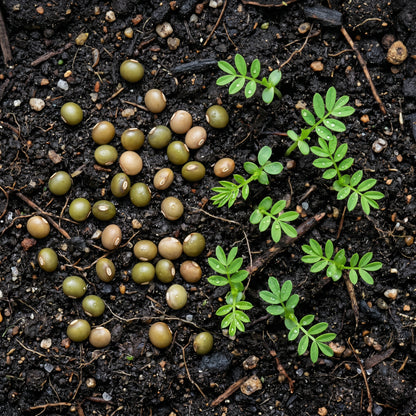 Siberian Pea Shrub Seeds (Caragana arborescens)