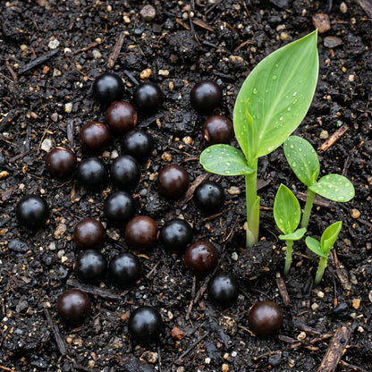 Canna Lily Seeds (Canna indica) – Perennial Garden Flower Seeds