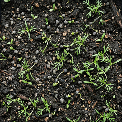 Rocket Larkspur Seeds – Imperial Mix